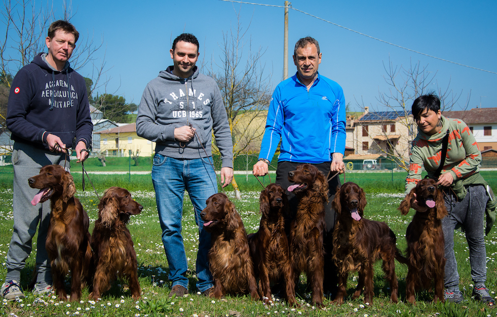 allevamento setter irlandese team