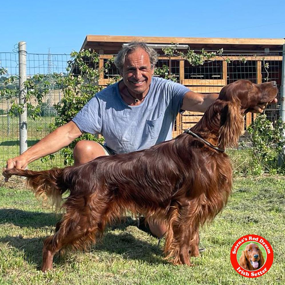 Irish Red Setter Puppies