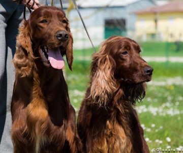 allevamento setter irlandese adulti