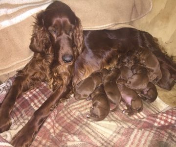 02-cucciolata-setter-irlandesi