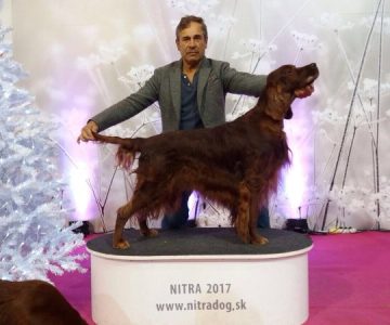 02ch garden star rolling stones s ids nitra del 10-12-2017 1 ecccac cacib bob!!!