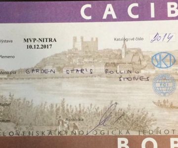 03ch garden star rolling stones s ids nitra del 10-12-2017 1 ecccac cacib bob!!!-crop-u38902