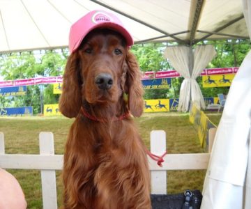 05-setter-irlandese
