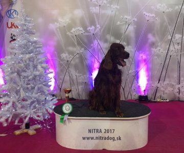 05ch garden star rolling stones s ids nitra del 10-12-2017 1 ecccac cacib bob!!!