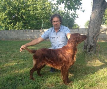 05endless-love-femmina-setter-irlandese-scarna-red-dream