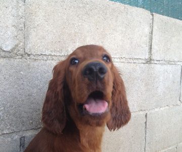 06-best-ever-maschio-setter-irlandese