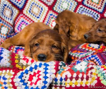 Cuccioli Setter Irlandese