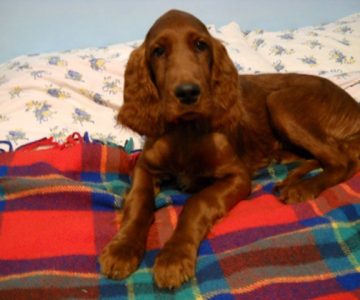 11-maschio-setter-irlandese