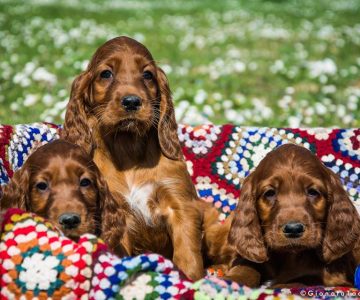Cuccioli Setter Irlandese su un cesto