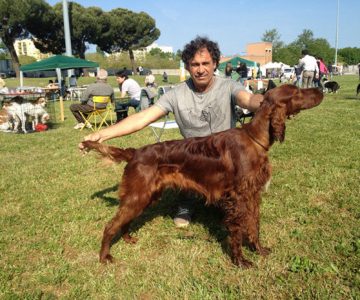 13-best-ever-maschio-setter-irlandese