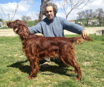 19-femmina-setter-irlandese