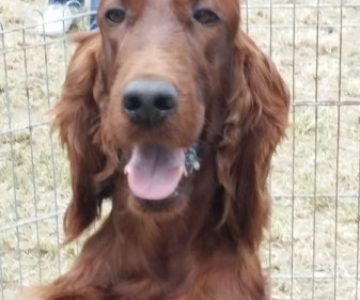 23-femmina-setter-irlandese-crop-u30319