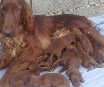 cuccioli-setter-irlandese - copia-crop-u30423