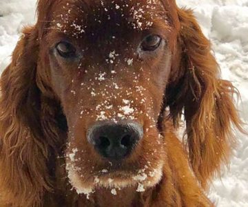 setter-irlandese-neve-e-gioco-crop-u39748